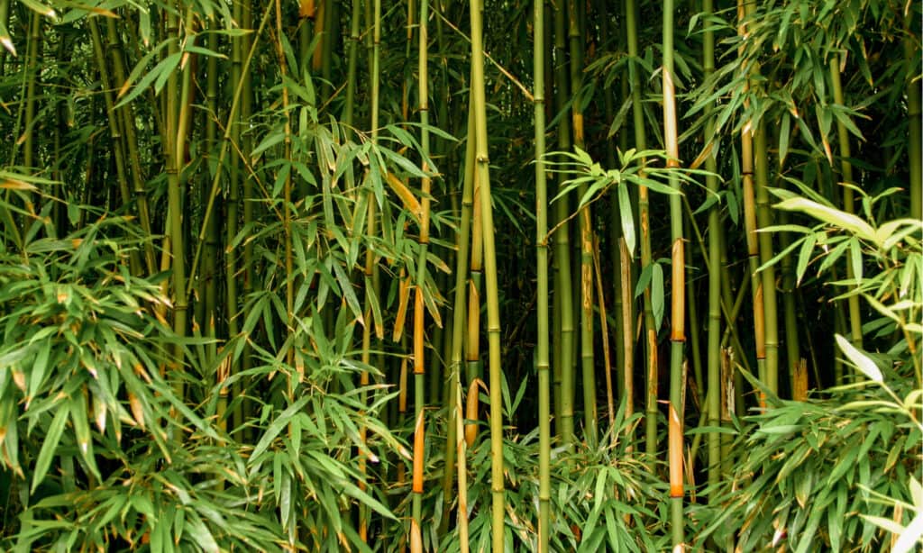 lucky bamboo vs bamboo