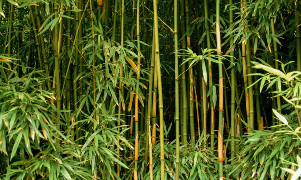 Bamboo vs Sugar Cane