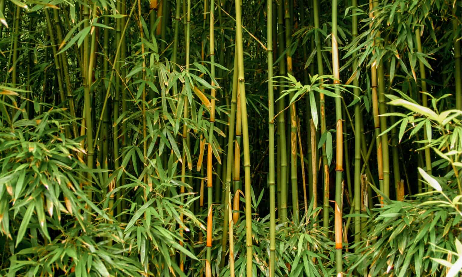За сколько часов вырастает бамбук. Бамбук обыкновенный - bambusa vulgaris растение. Растение в лесу похожее на бамбук. Золотой бамбук. Листья бамбука.