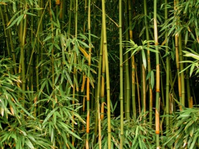 A Bamboo That Doesn’t Spread