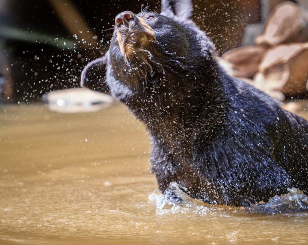 Black Bear in cooling off in a pond.