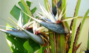 Explore All Types of Birds of Paradise Plants Picture