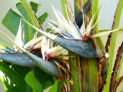 A Explore All Types of Birds of Paradise Plants