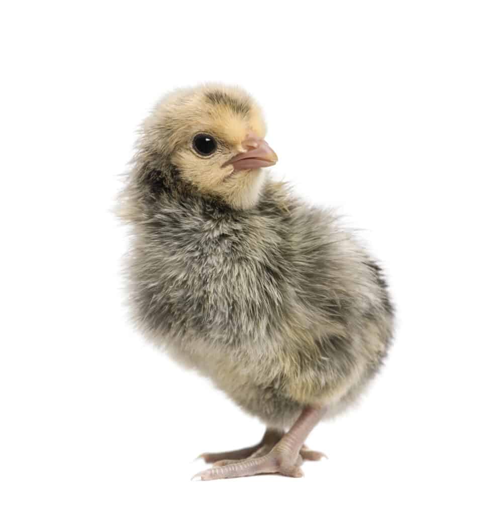 day-old Hamburg chick on white background
