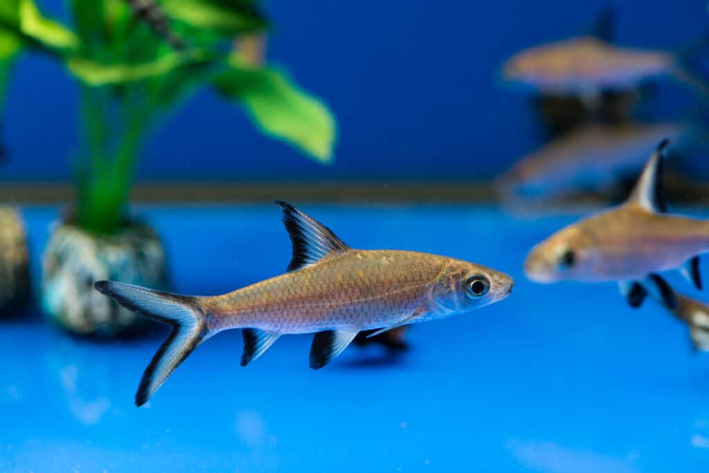 bala shark in aquarium