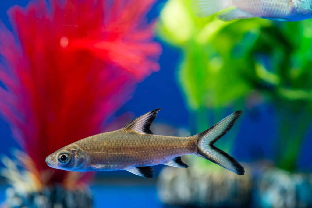 Bala shark in an aquarium