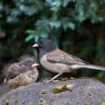 Dark-eyed Junco