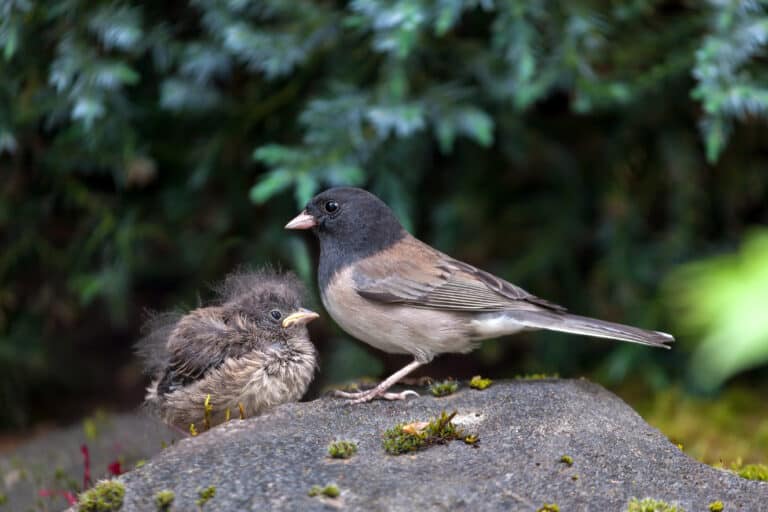 Mother dark-eyed junco standing on a rock with one of her chicks