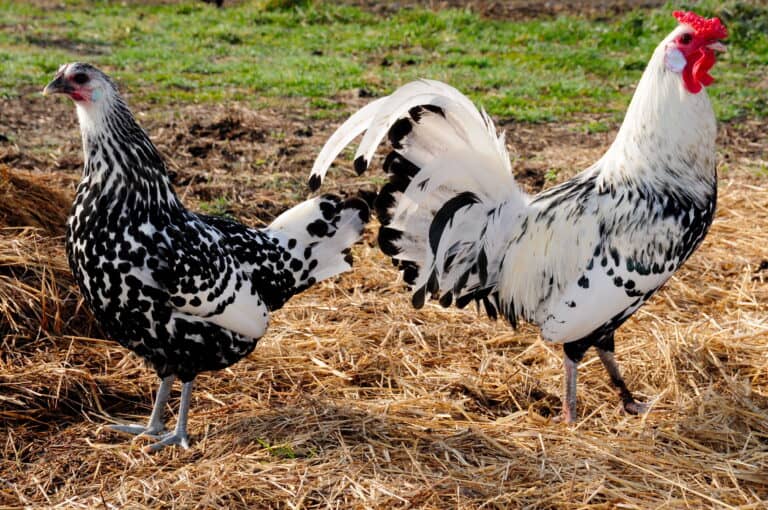 A Hamburg hen (left) and rooster (right) in a yard