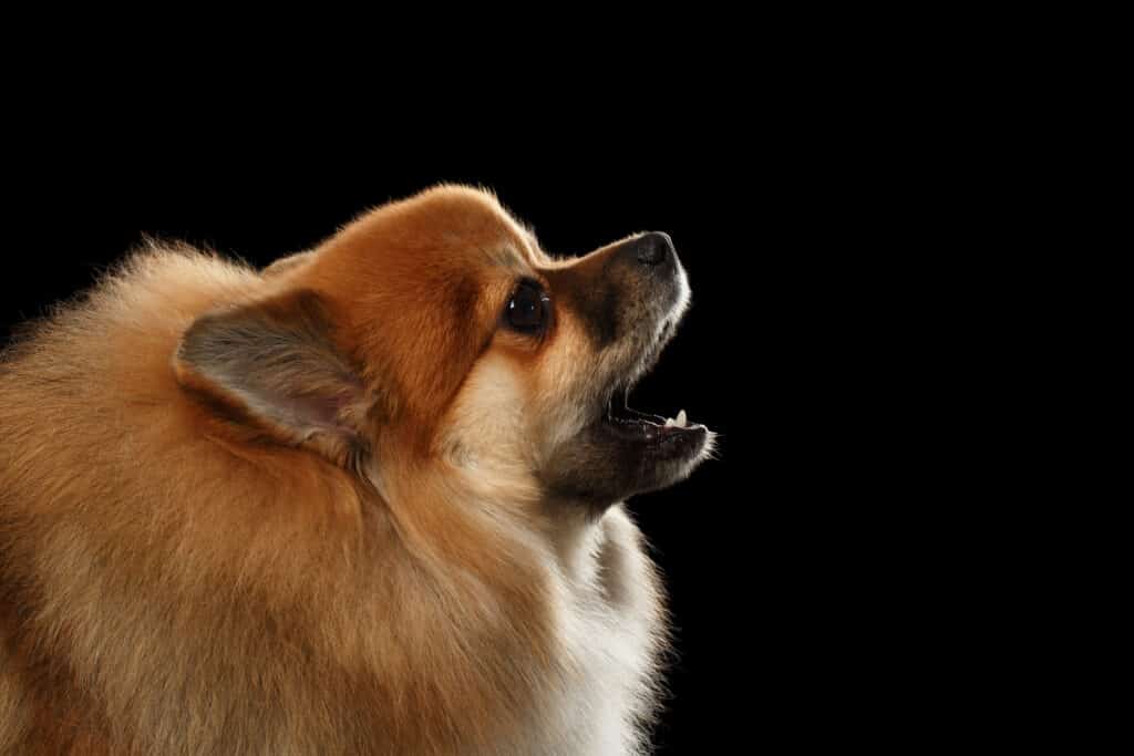 Pomeranian barking against a black background