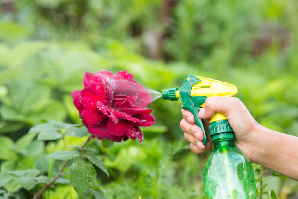 get rid of aphids on roses overnight