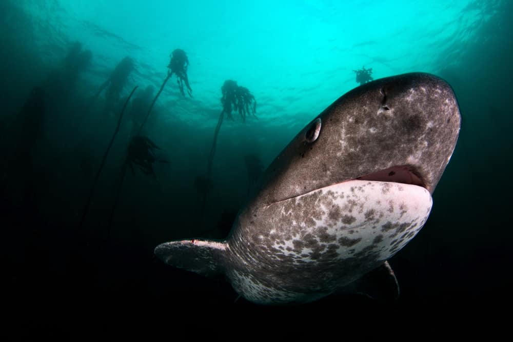 A sevengill shark swimming in the ocean.