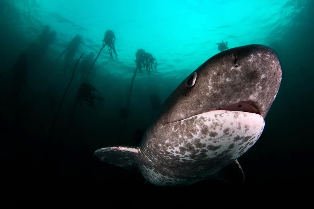 sharks off the coast of California