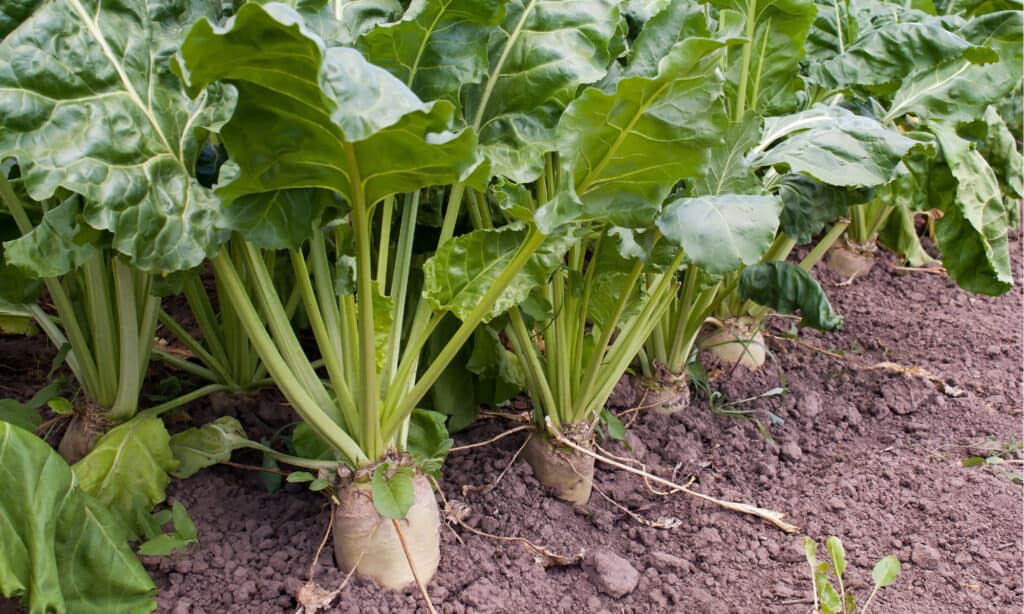 vegetables to plant in february