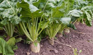 3 Clear Signals Your Beets Are Ready to Be Harvested (Plus Tips on Storing Them)  Picture