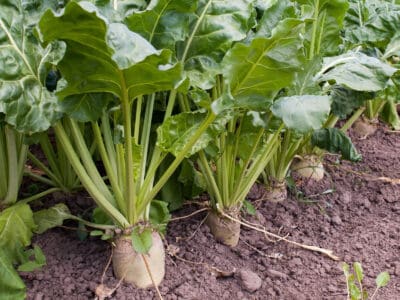 A 3 Clear Signals Your Beets Are Ready to Be Harvested (Plus Tips on Storing Them) 