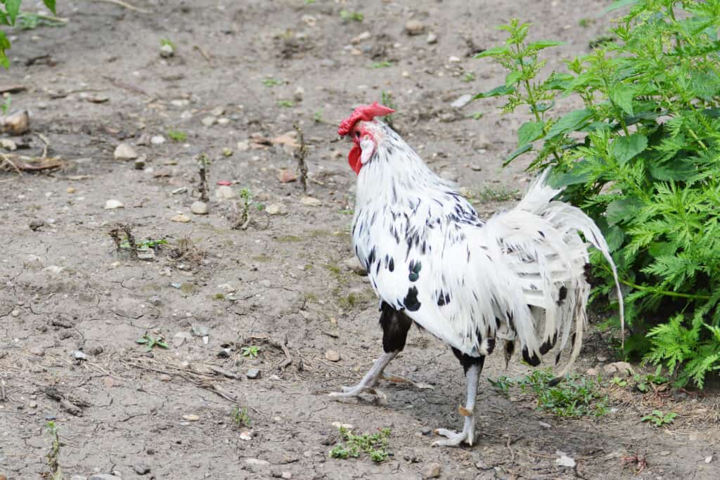 A free-range silver spangled Hamburg rooster