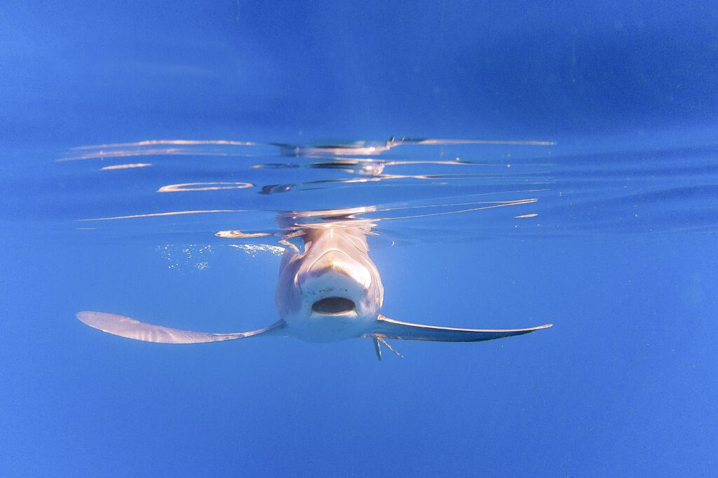 Blind thresher shark seen swimming at the surface and intermitently sinking belly up, after scuba diving off Gili Trawangan, one of three atolls near the western end of Lombok, Indonesia.