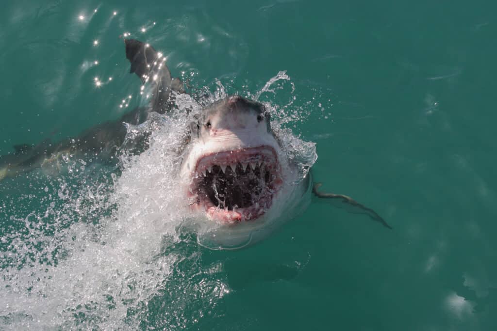 Morsure de requin - Grand blanc