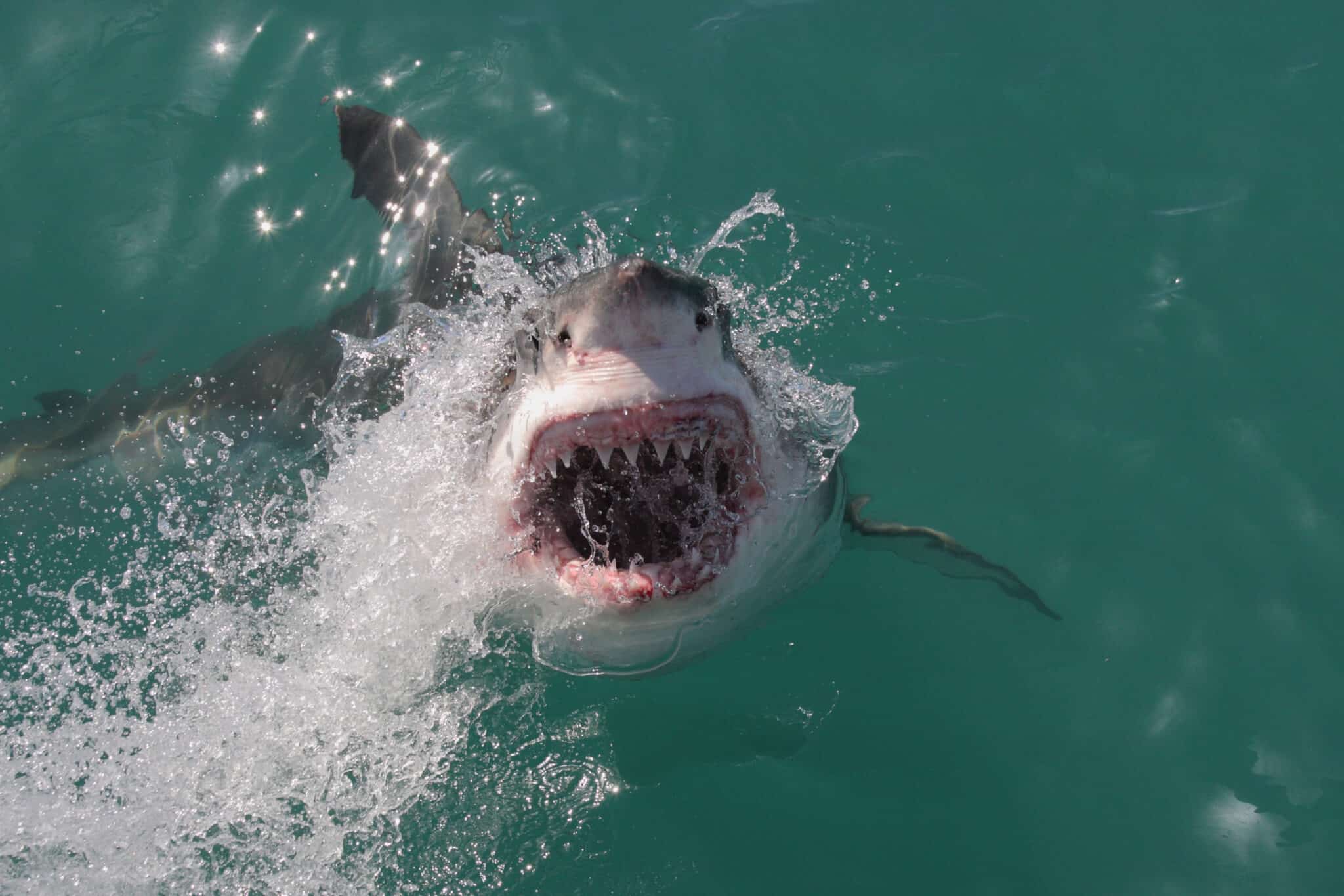 How Many Shark Attacks Happened In California In 2022 A Z Animals   Shutterstock 487927831 2048x1365 