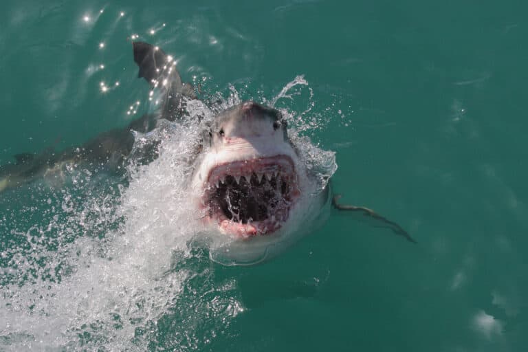 Shark Bite - Great White