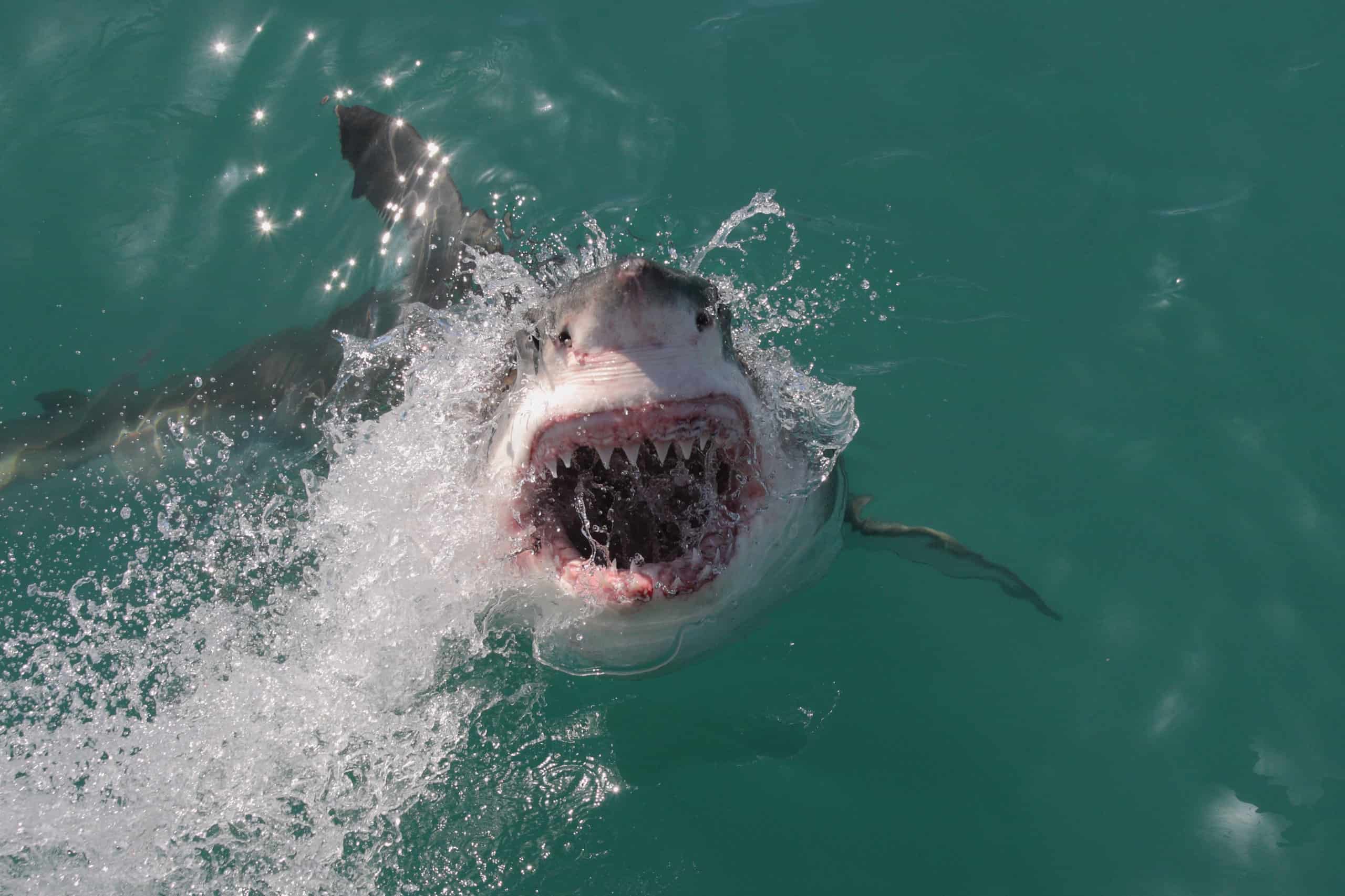 Watch Excitement Turn to Fear When a 30Ft Shark Approaches the Boat