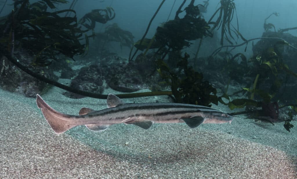 Pyjama shark