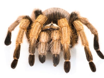 A Aphonopelma chalcodes