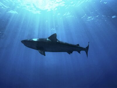 A Dusky Shark