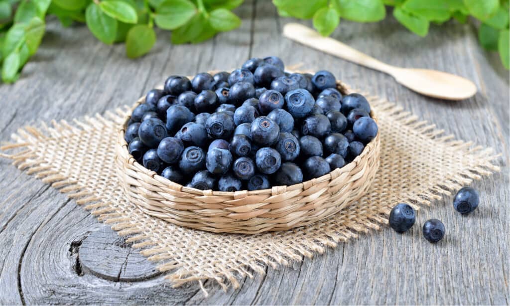 bilberries vs blueberries