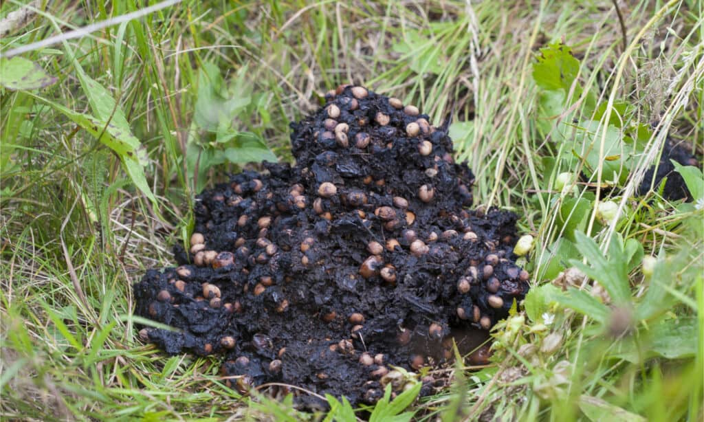 Bear Poop: What Does Bear Scat Look Like? - A-Z Animals