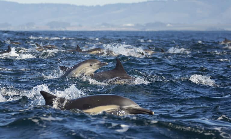 Dolphin pod