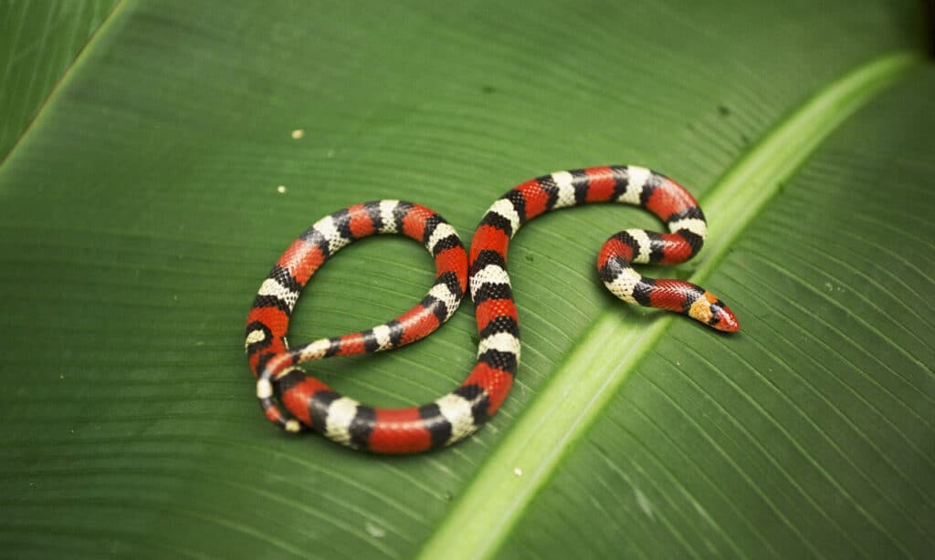 Scarlet snake