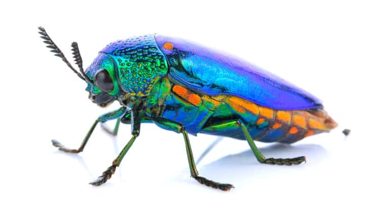 jewel beetle isolated on white background