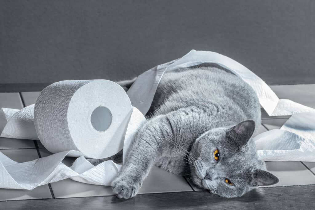 Chat bleu britannique jouant avec du papier toilette