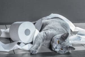 The 4 Best Cat-Proof Toilet Paper Holders Picture