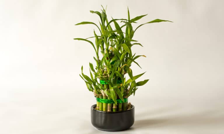lucky bamboo vs bamboo