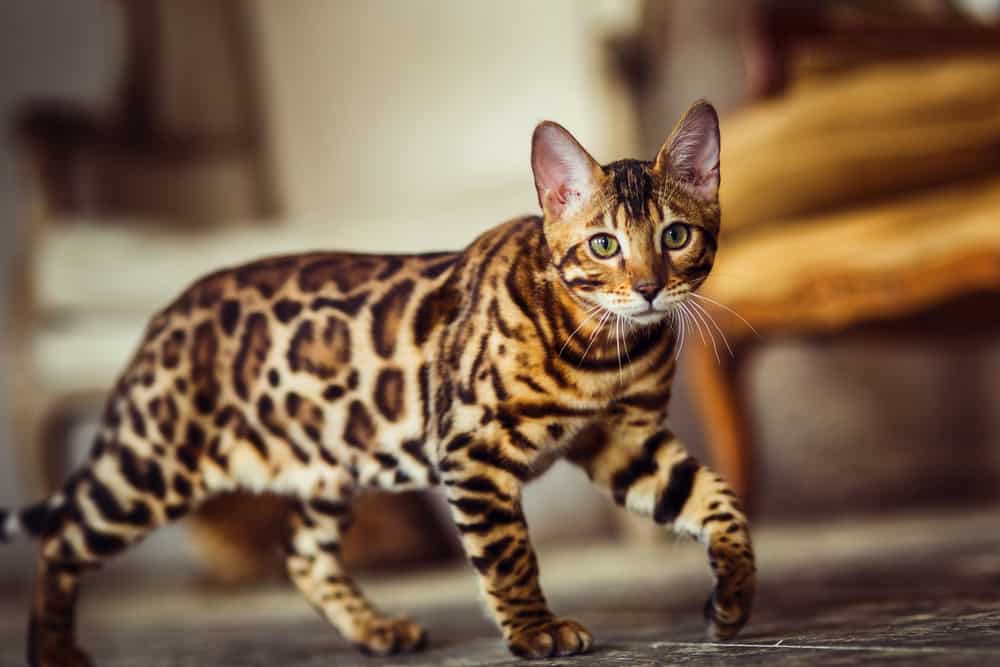 Chat du Bengale comme un léopard se faufile