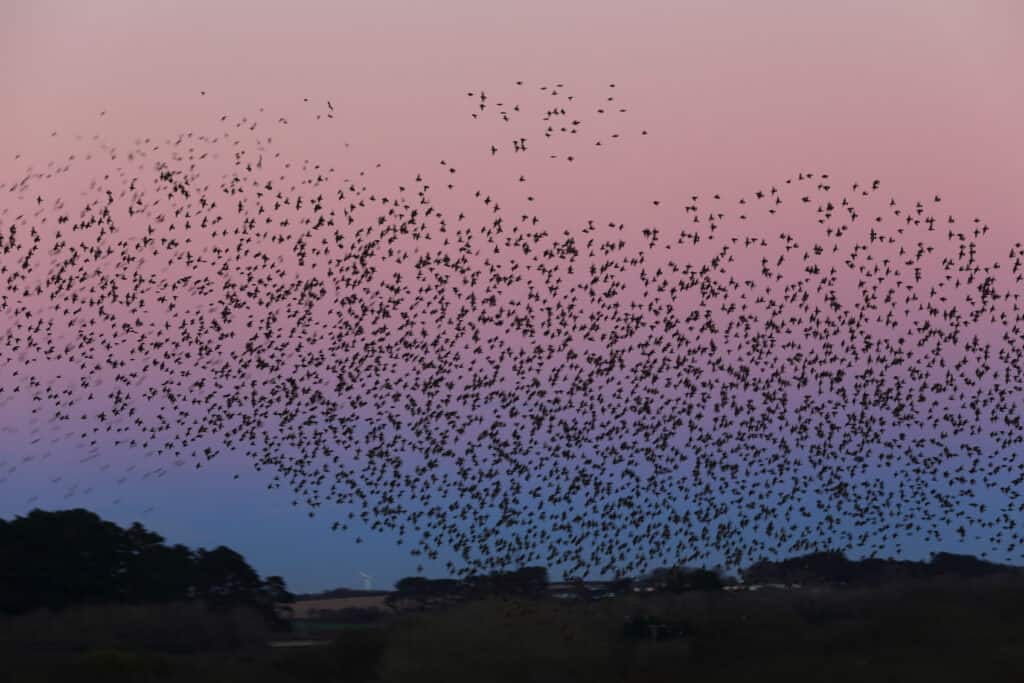 Starling murmuration in evening sky