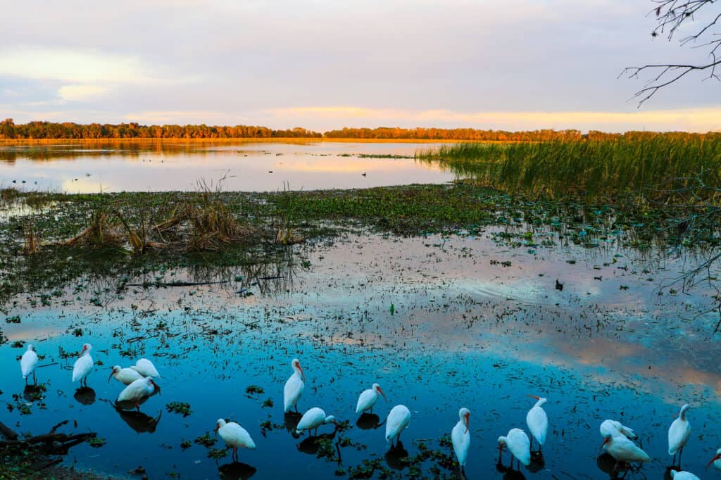 Lake Parker