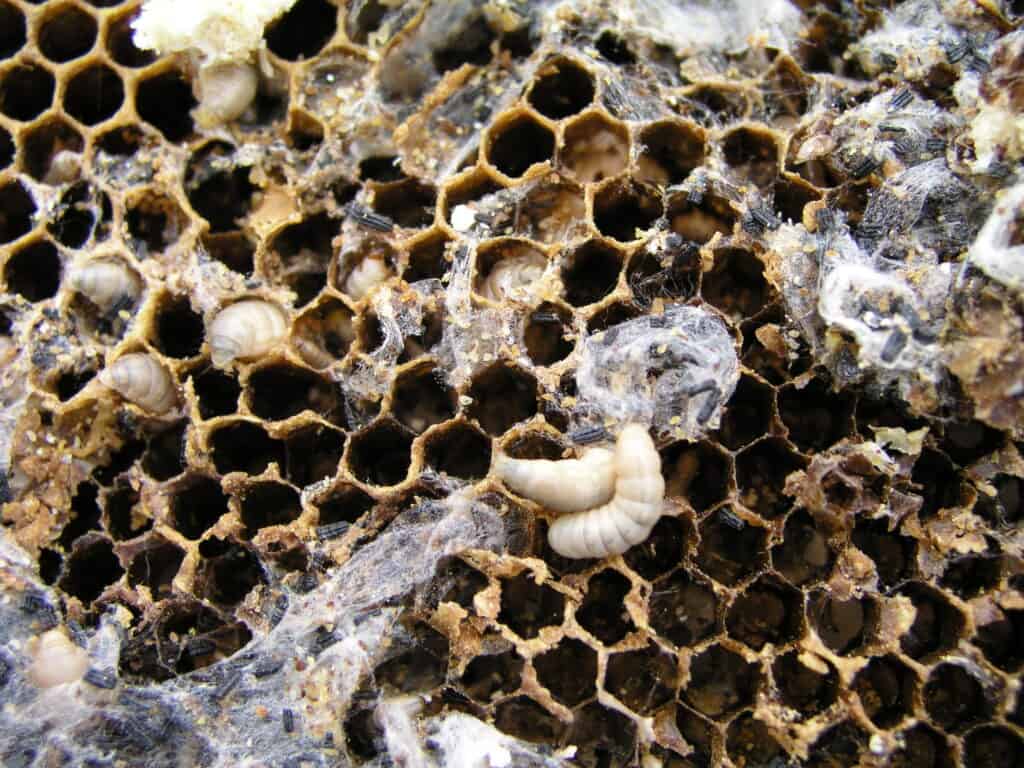Wax moth larvae