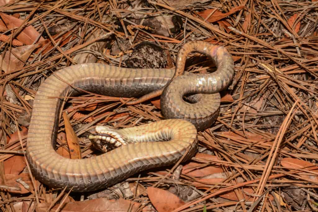 An Eastern hognose snake playing dead on a forest floor