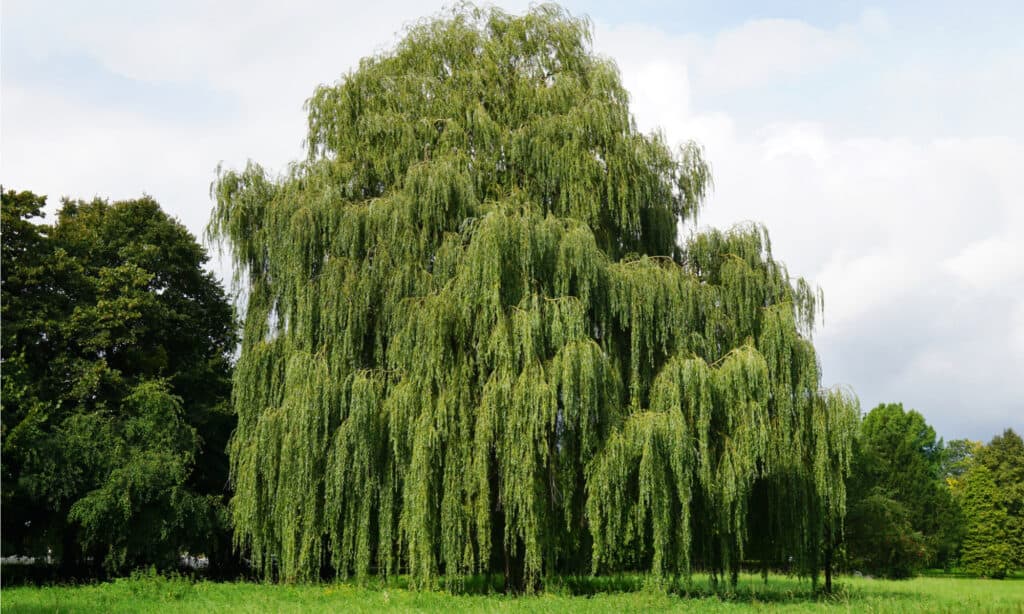 Weeping Willows are likely the most well-known species of willow, with their iconic look that everyone knows- even from references in movies or literature.