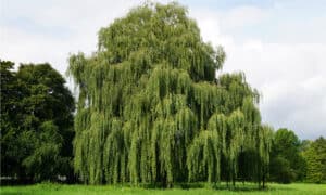 Corkscrew Willow vs. Weeping Willow: What’s the Difference? Picture
