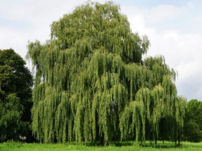 A Discover 11 Different Types of Willow Trees