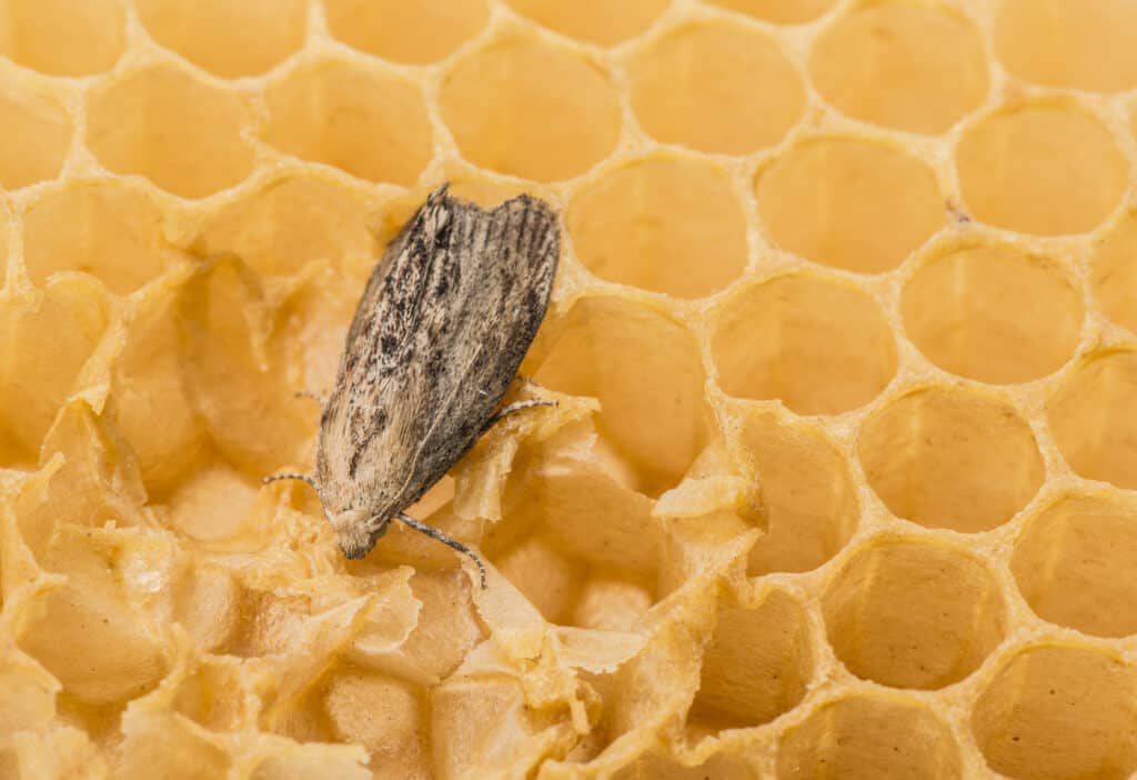 Wax moth