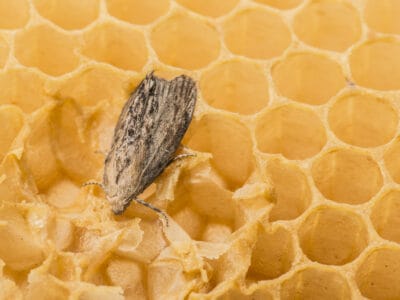Wax Moth Picture
