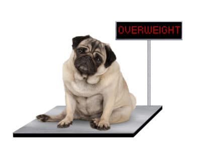 A Royal Canin Satiety Weight Management Dog Food Review: Pros, Cons, and Recalls
