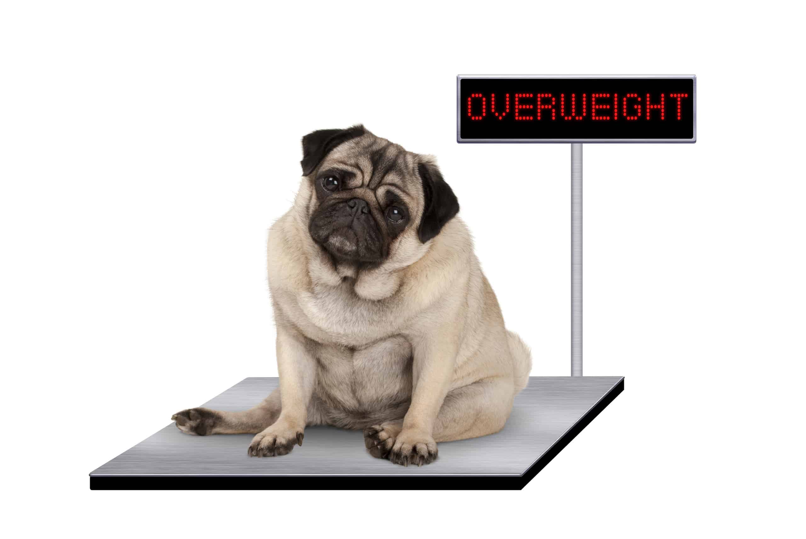 Fat pug sitting on a scale with the word "overweight"