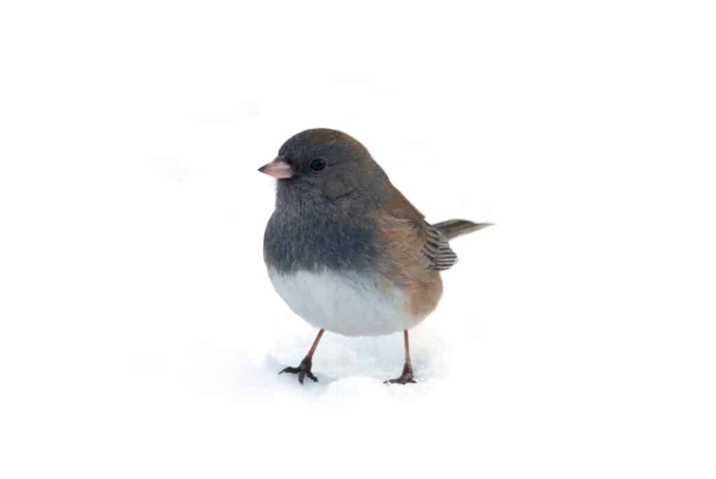 A dark-eyed junco standing in the snow